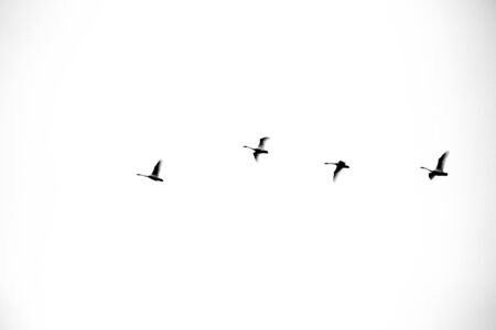 The Swan, one of the 'Queen's' birds. In a line or group of 4 formation flying.の写真素材