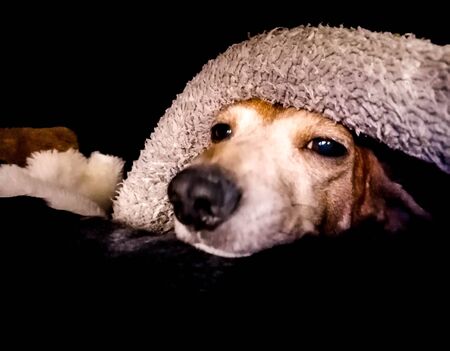 An old Miniature Dachshund portrait in a relaxed scene.の写真素材