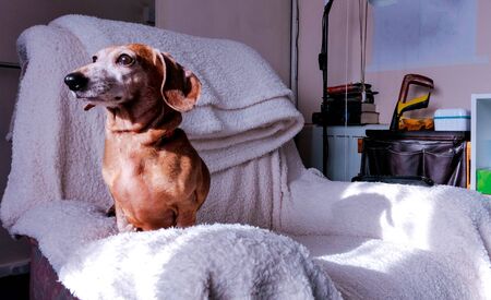 An old Miniature Dachshund portrait in a relaxed scene.の写真素材