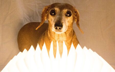 A Miniature Dachshund puppy sitting beside a lighted book.の写真素材