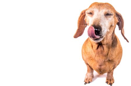 A Miniature Dachshund puppy standing against a white background.の写真素材