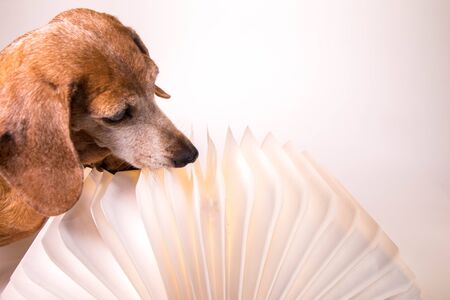 A Miniature Dachshund puppy sitting beside a lighted book.の写真素材
