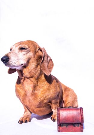 An old Miniature Dachshund in a relaxed scene, sitting beside a wooden treasure chest.の写真素材