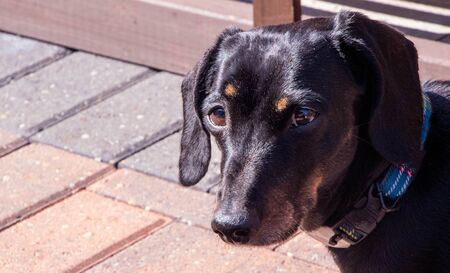 An old Miniature Dachshund in a relaxed scene.の写真素材