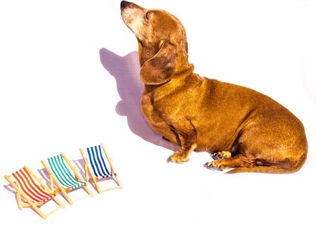 An old Miniature Dachshund with holiday deck chairs in the scene, on holiday.の写真素材