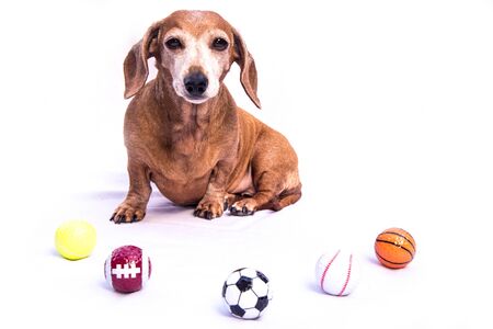An old Miniature Dachshund sitting beside various sports balls, against a white background.の写真素材
