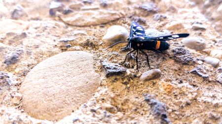 A beautiful orange and black butterfly.の写真素材