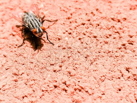 A large Flesh Fly resting on a pinkish colored wall, in the sun.の写真素材