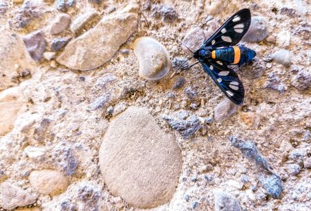 A beautiful orange and black butterfly.の写真素材