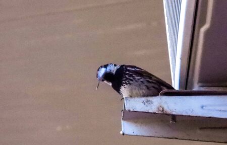 An adorable small finch bird.