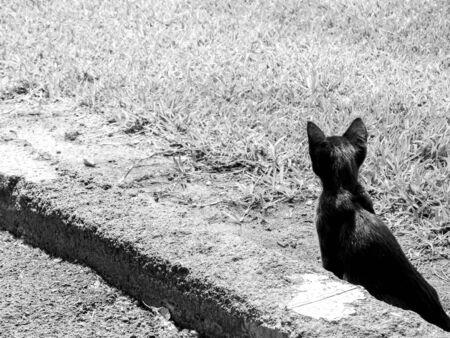 Just one of the many stray cats left behind in the country of Italy.の写真素材