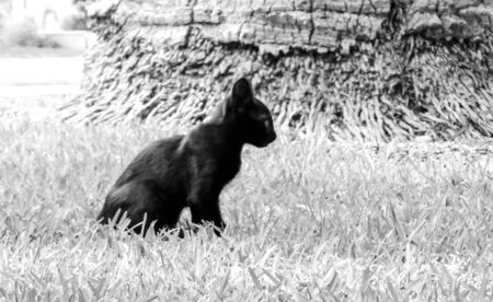 Just one of the many stray cats left behind in the country of Italy.の写真素材