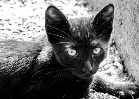 Just one of the many stray cats left behind in the country of Italy.の写真素材