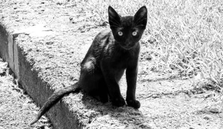 Just one of the many stray cats left behind in the country of Italy.の写真素材