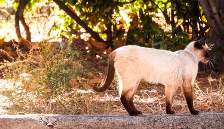 Just one of the many stray cats left behind in the country of Italy.の写真素材