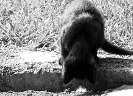 Just one of the many stray cats left behind in the country of Italy.の写真素材
