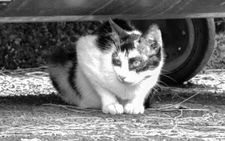 Just one of the many stray cats left behind in the country of Italy.の写真素材