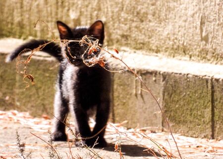 Just one of the many stray cats left behind in the country of Italy.の写真素材