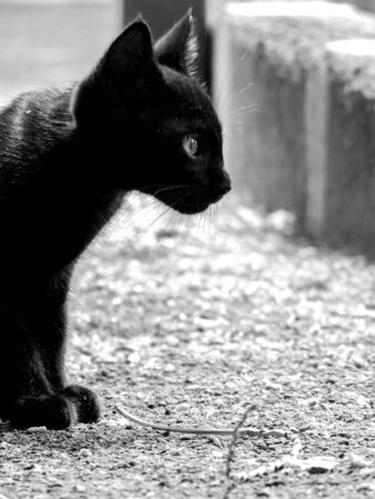 Just one of the many stray cats left behind in the country of Italy.の写真素材