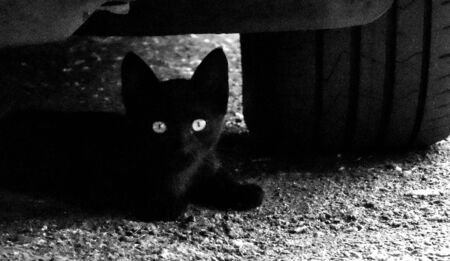 Just one of the many stray cats left behind in the country of Italy.の写真素材