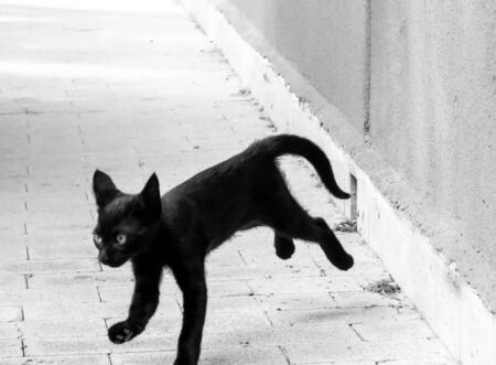 Just one of the many stray cats left behind in the country of Italy.の写真素材