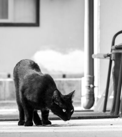 Just one of the many stray cats left behind in the country of Italy.の写真素材