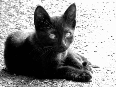 Just one of the many stray cats left behind in the country of Italy.の写真素材