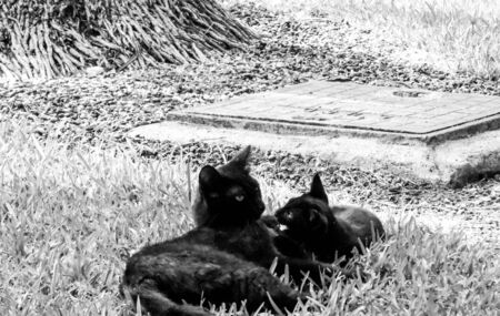 Just one of the many stray cats left behind in the country of Italy.の写真素材