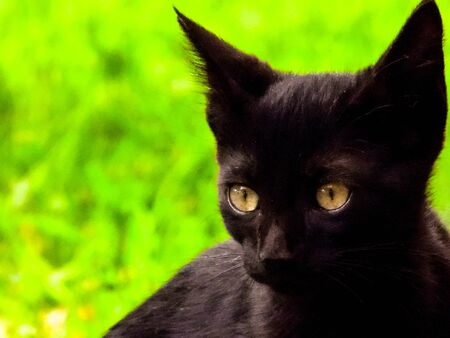 Just one of the many stray cats left behind in the country of Italy.の写真素材