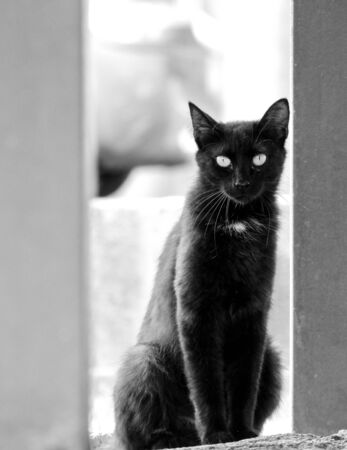 Just one of the many stray cats left behind in the country of Italy.の写真素材