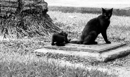 Just one of the many stray cats left behind in the country of Italy.の写真素材
