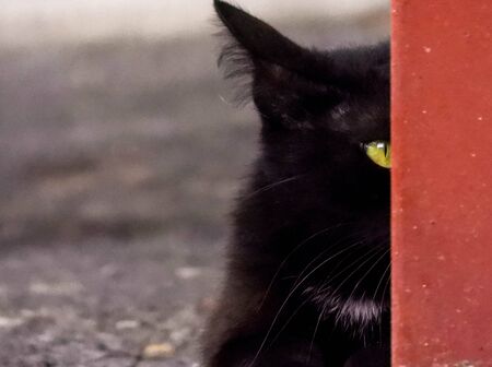 Just one of the many stray cats left behind in the country of Italy.の写真素材