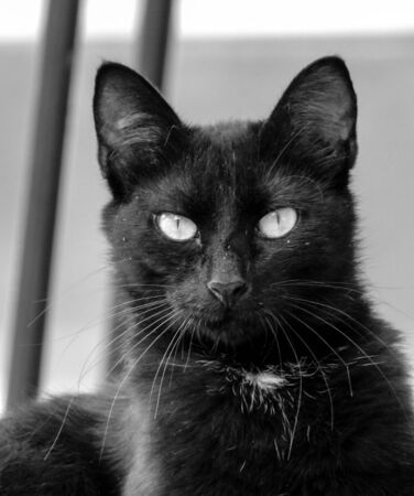 Just one of the many stray cats left behind in the country of Italy.の写真素材