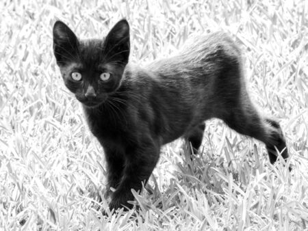 Just one of the many stray cats left behind in the country of Italy.の写真素材