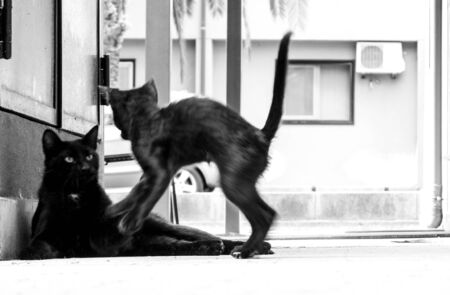 Just one of the many stray cats left behind in the country of Italy.