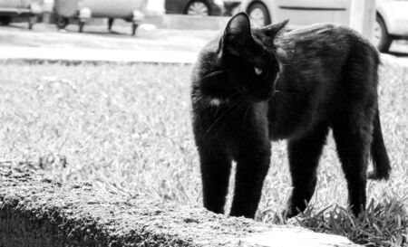 Just one of the many stray cats left behind in the country of Italy.の写真素材
