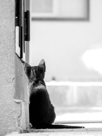 Just one of the many stray cats left behind in the country of Italy.の写真素材