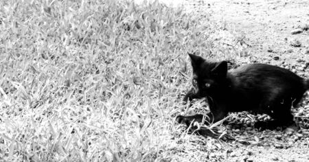 Just one of the many stray cats left behind in the country of Italy.の写真素材