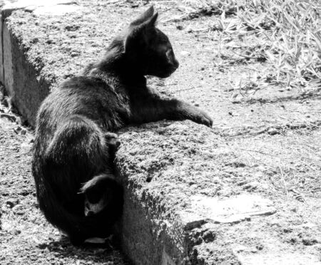 Just one of the many stray cats left behind in the country of Italy.の写真素材
