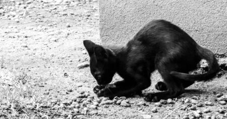 Just one of the many stray cats left behind in the country of Italy.の写真素材