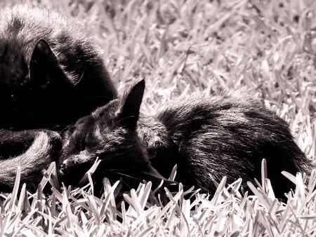 Just one of the many stray cats left behind in the country of Italy.の写真素材