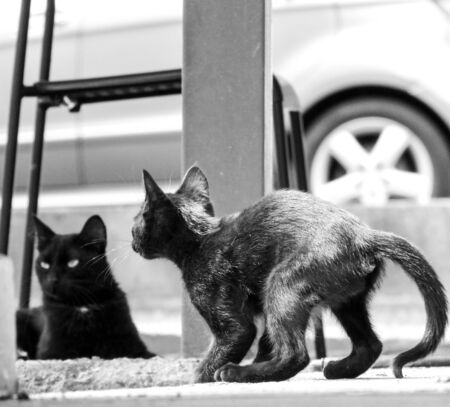 Just one of the many stray cats left behind in the country of Italy.の写真素材