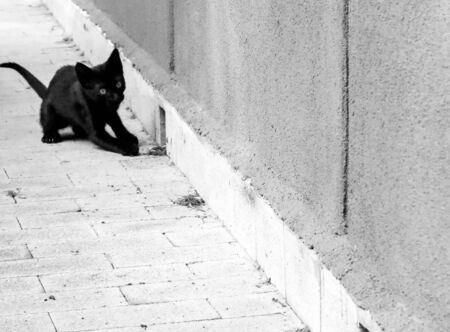 Just one of the many stray cats left behind in the country of Italy.の写真素材