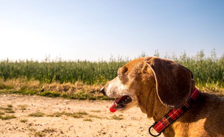 A Miniature Dachshund dog walking through the beautiful countryside of Lincolnshire, United Kingdom.