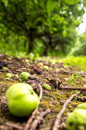 Delicious apples grown fresh on trees in an orchid, in England, United Kingdom.の写真素材