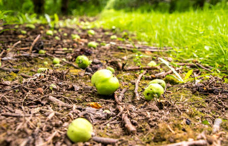 Delicious apples grown fresh on trees in an orchid, in England, United Kingdom.