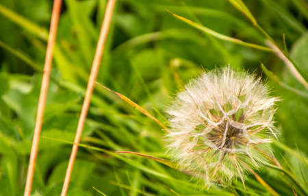 One of the most common flowers / weeds known, a Dandelion. With it's flourishing wishes it provides...