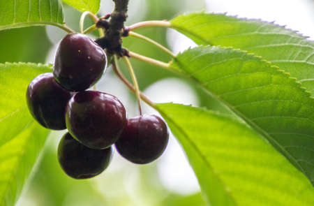 Delicious cherries grown in an orchid, in England, United Kingdom.の写真素材