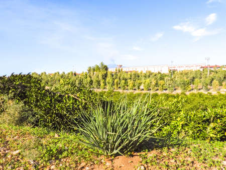 Weeds or beauty and ugliness grow along a countryside track in Sicily, Italy. The weeds freely grow or find their ways through cracks in the paths.の写真素材