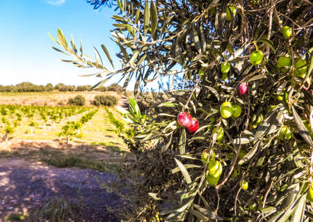 Freshly grown olives on trees that surround orange orchards in Sicily, Italy. The large olive seeds purple and green ready to be picked, washed and eaten.の写真素材